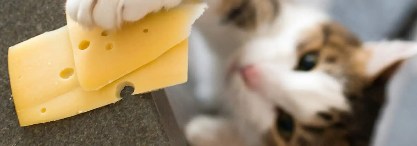 can cats eat pizza - Can cats eat cheese