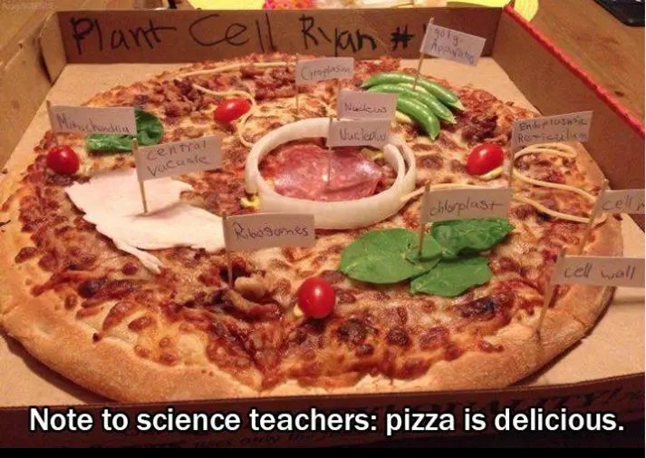 pizza celula vegetal - Dónde se encuentran las células vegetales