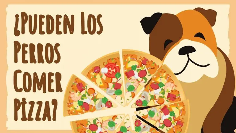 los perros pueden comer masa de pizza - Qué pasa si un perro come un trozo de pizza