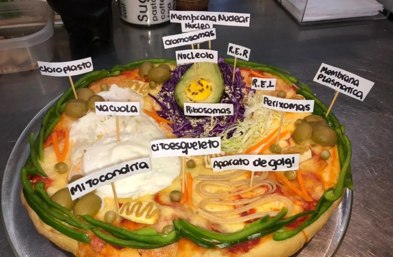 pizza celula vegetal - Que se encuentra en la célula vegetal